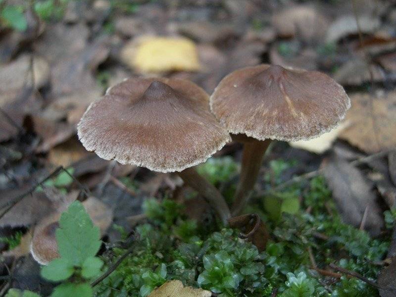 Гриб волоконница (inocybe): ядовитый гриб, содержащий яд мускарин