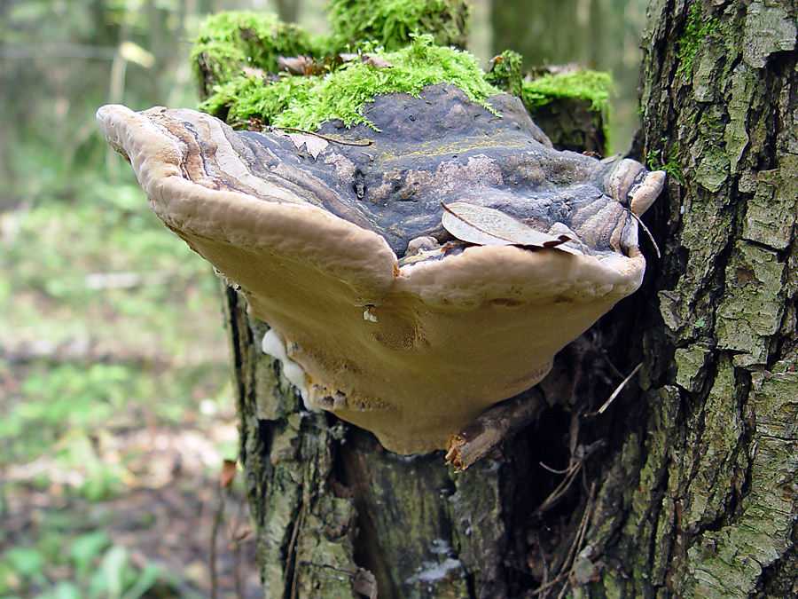 14 / часть 3 / трутовики и другие древесные грибы афилофоры / татьяна светлова: сайт о грибах