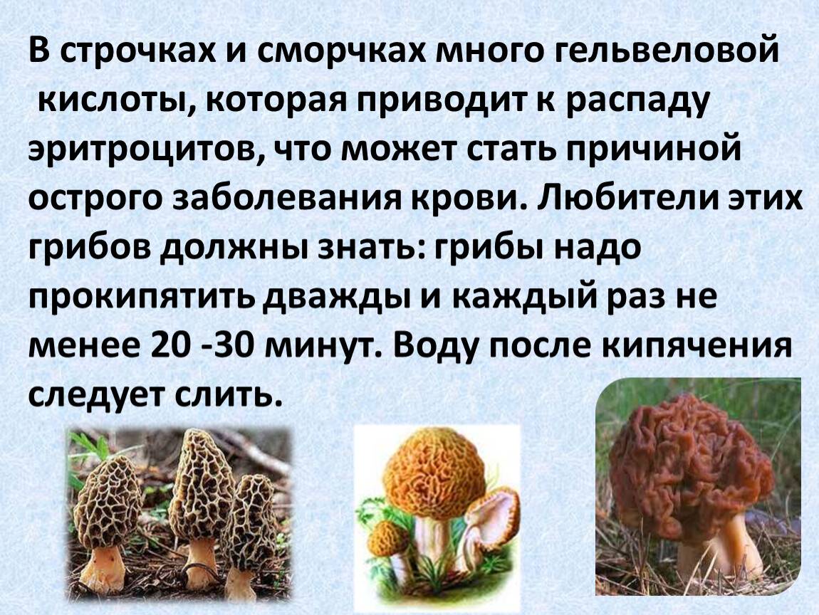 5 весенних грибов — знакомых и не очень. описание, фото — ботаничка