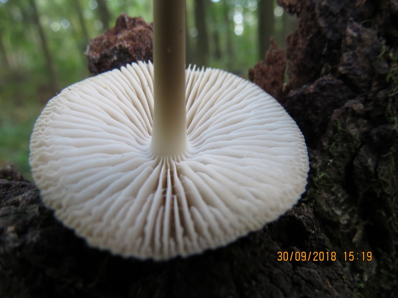 Описание грибов с морщинистыми шляпками