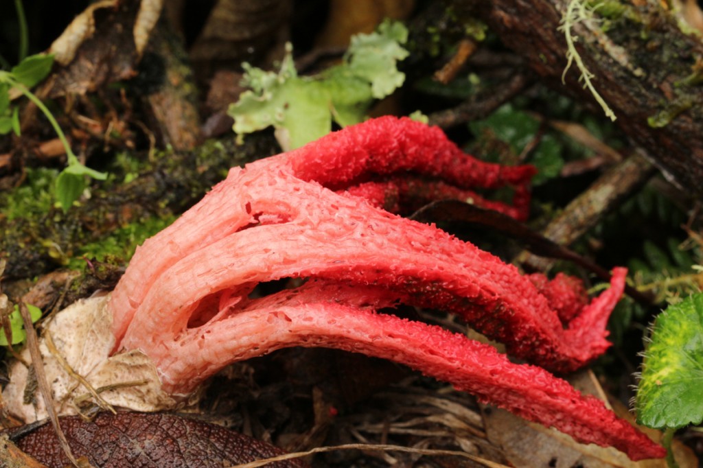 Пальцы дьявола, клатрус или антурус арчера, гриб-каракатица — название одного очень загадочного гриба