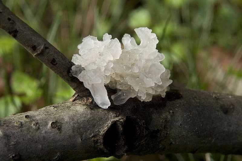 Белый древесный гриб где и как растет и в чем его особенность