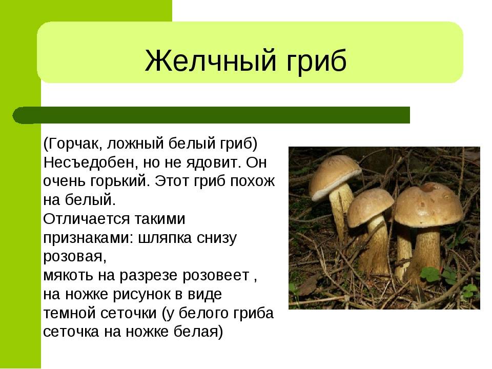 Жёлчный гриб — белый гриб ложный