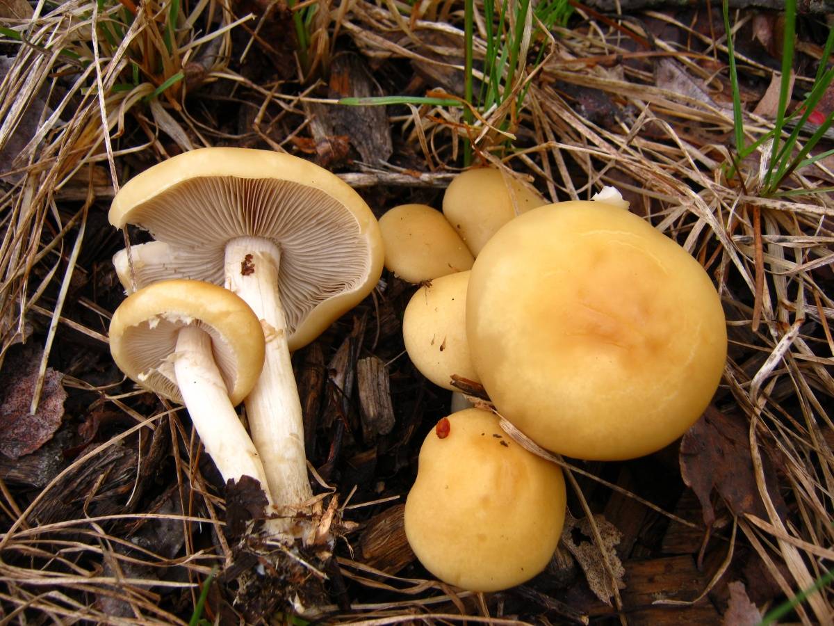 Как распознать ложный польский гриб
