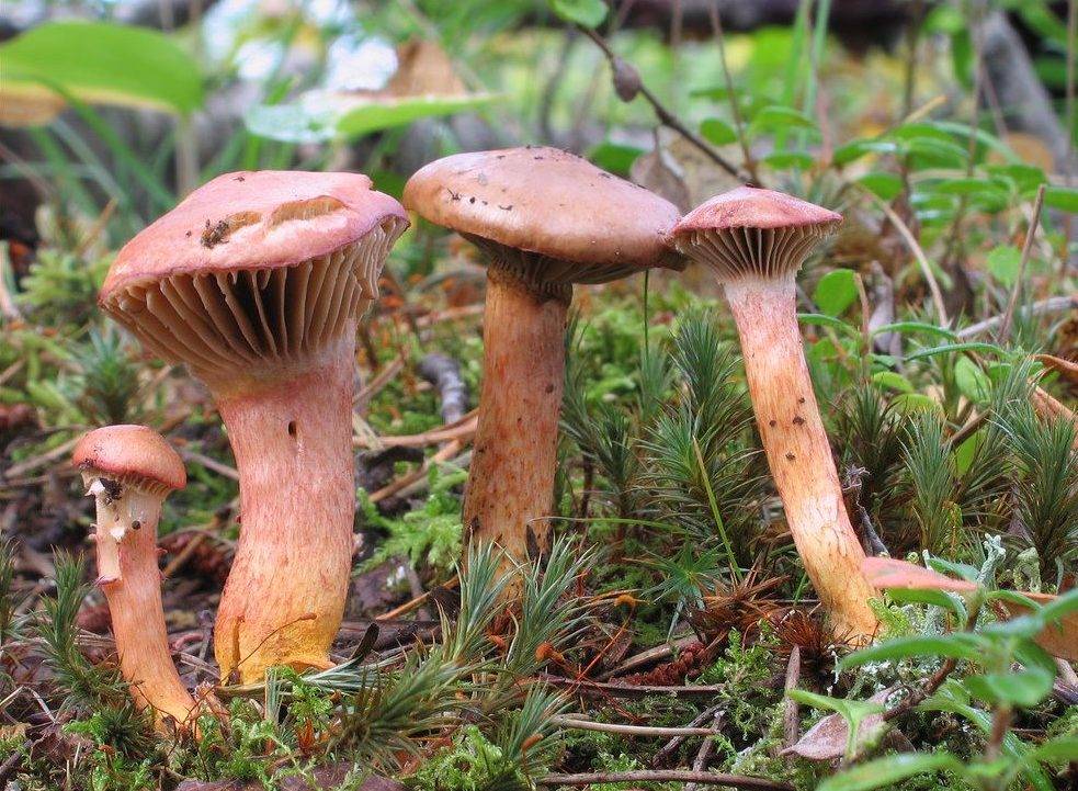 Мокруха: описание и разновидности гриба.подробная информация