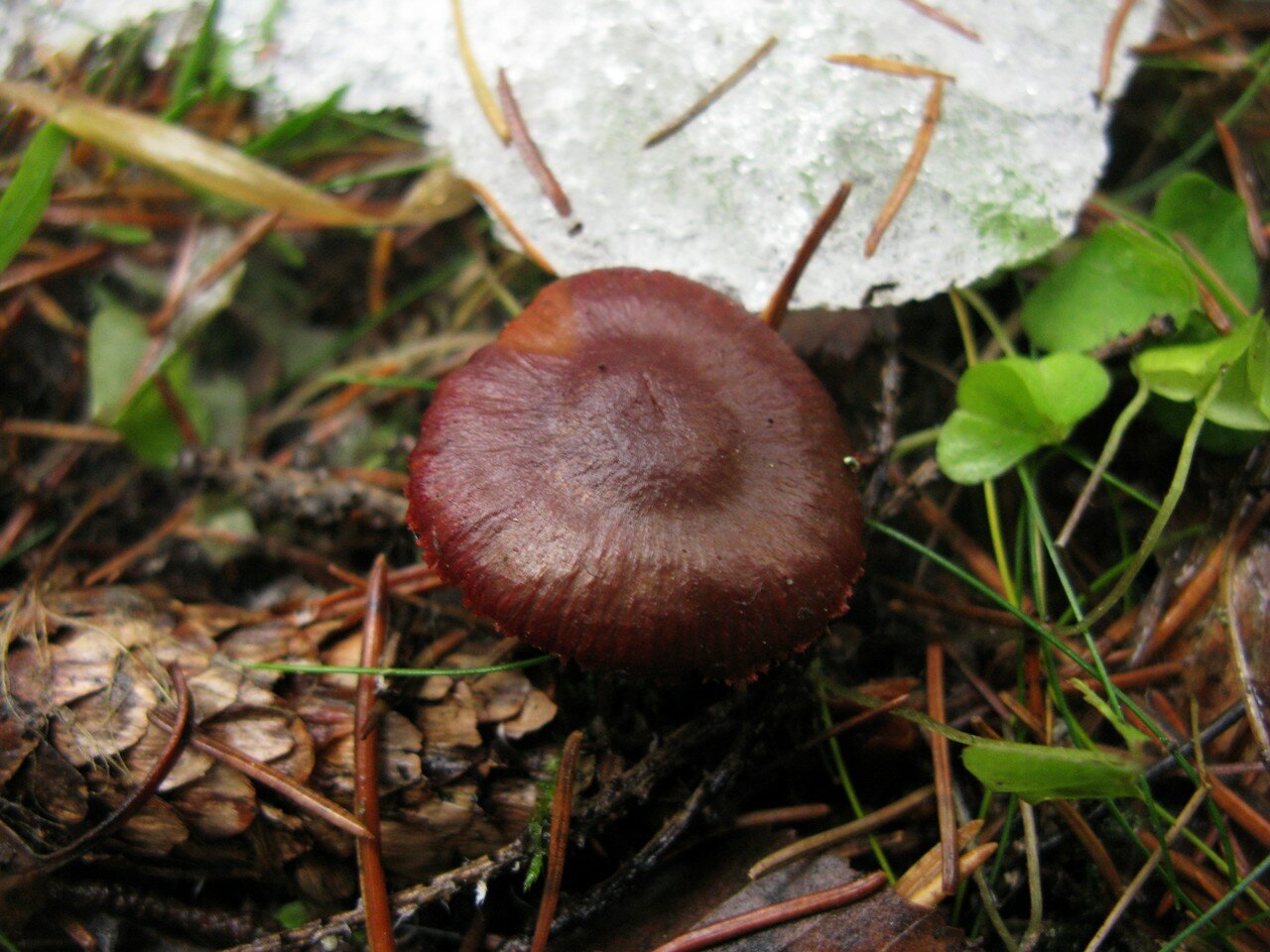 Паутинник багряный (cortinarius purpurascens): фото и описание съедобного гриба