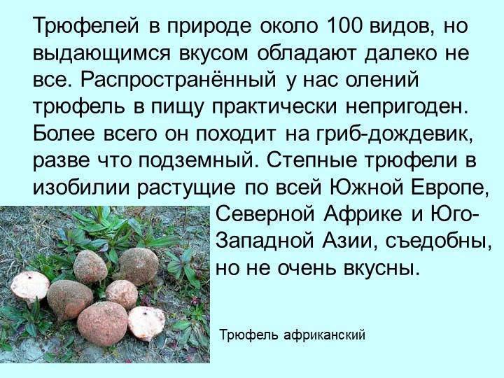 Трюфель гриб - как выглядит и где растут в россии﻿
