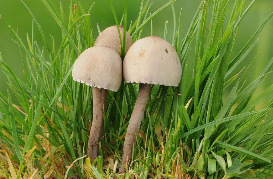 Гимнопил юноны — описание гриба, где растет, похожие виды, фото