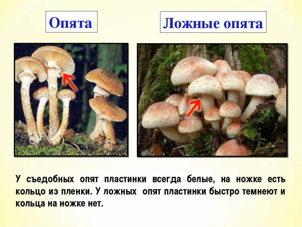 Самые большие грибы в мире – Еловые опята
