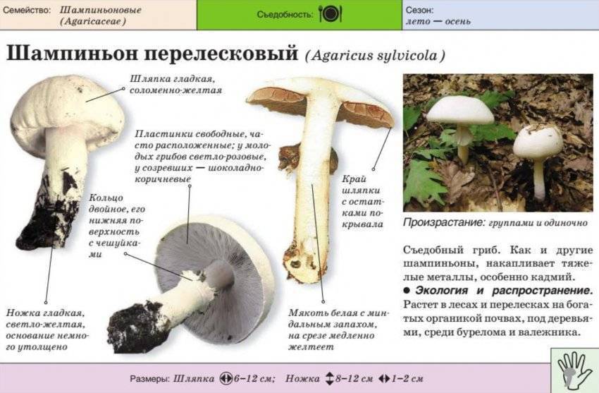 Шампиньоны - фото и описание - грибы | дикий сад
