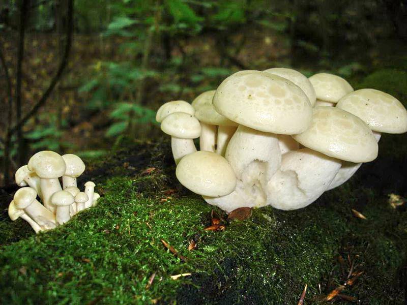 Рядовка перевязанная (tricholoma focale) – грибы сибири