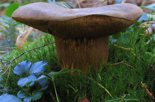 Порфировик изящный – съедобный гриб семейства болетовых. описание, особенности, схожие виды  | огородники