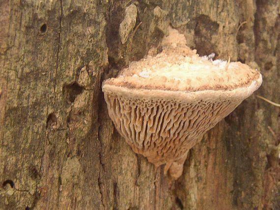 Дубовая губка - описание, где растет, ядовитость гриба