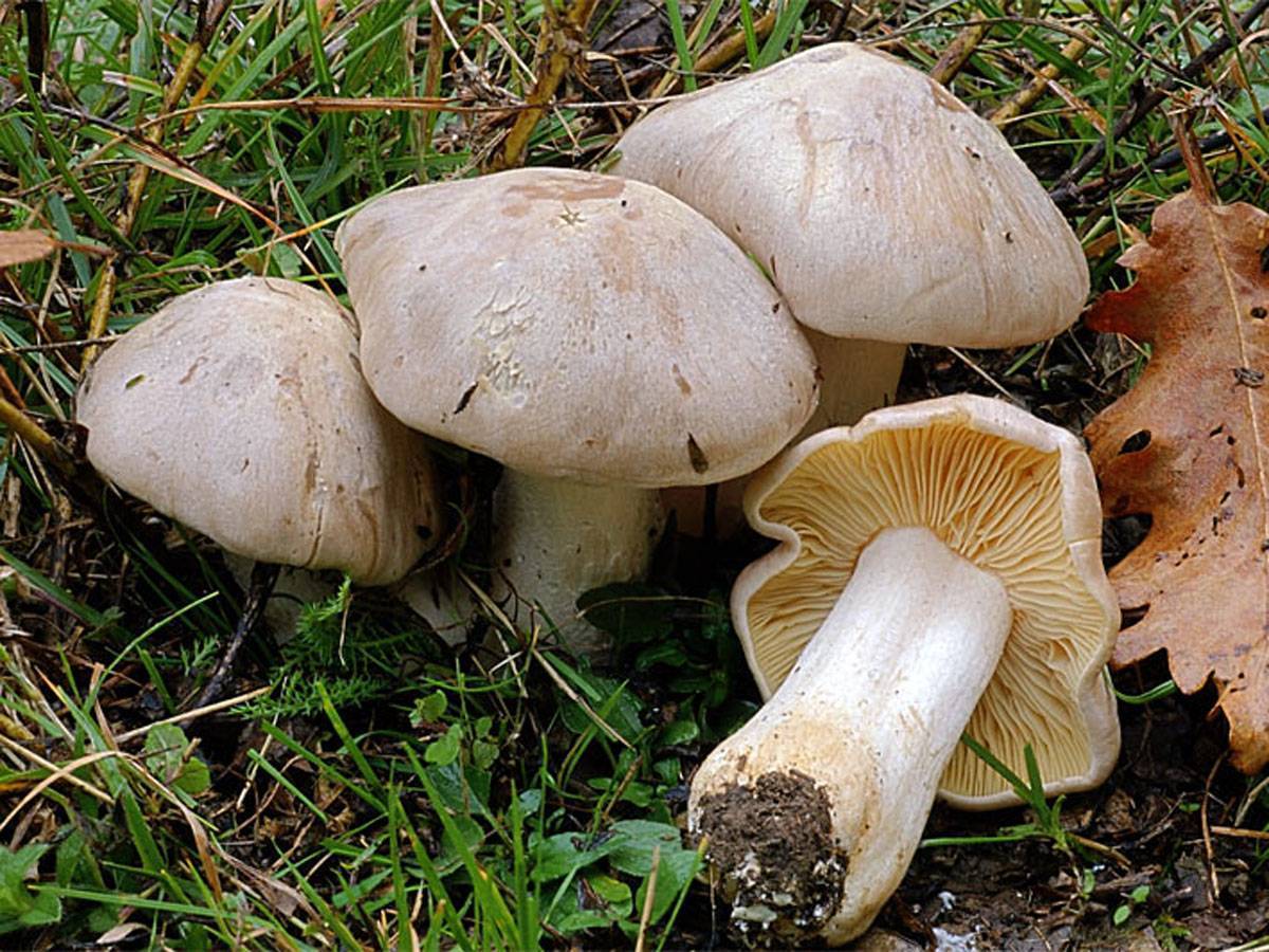 Энтолома ядовитая (розовопластинник), ее отличия от других грибов