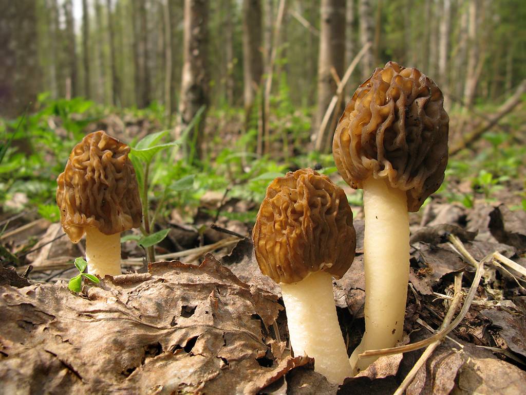 Первые грибы сморчки и строчки: как отличить и что приготовить?
