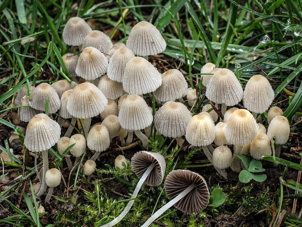 Навозник мерцающий - описание, где растет, ядовитость гриба