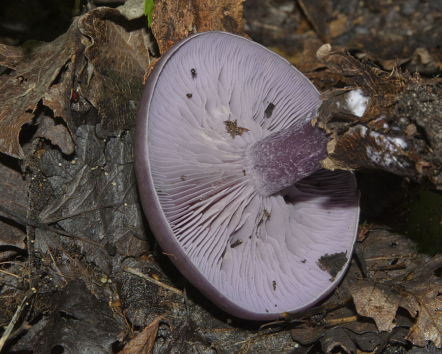 Розовая (фиалковая) рядовка: фото и описание гриба, распространение в приморье