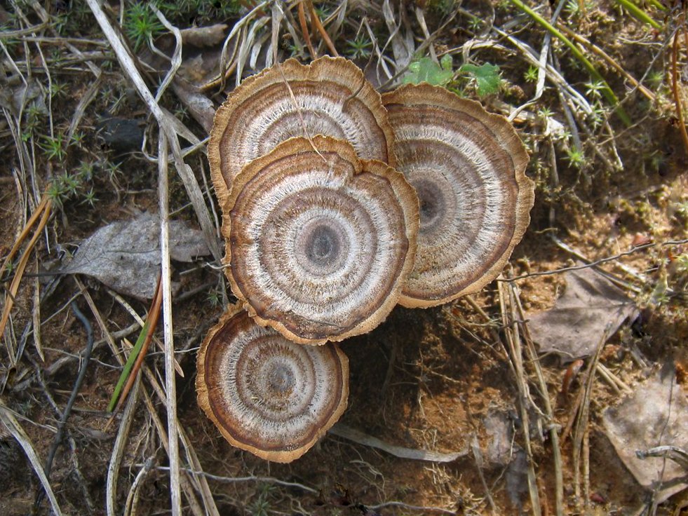 Какие шляпочные грибы относятся к трубчатым: фото, названия и описания съедобных и ядовитых видов
