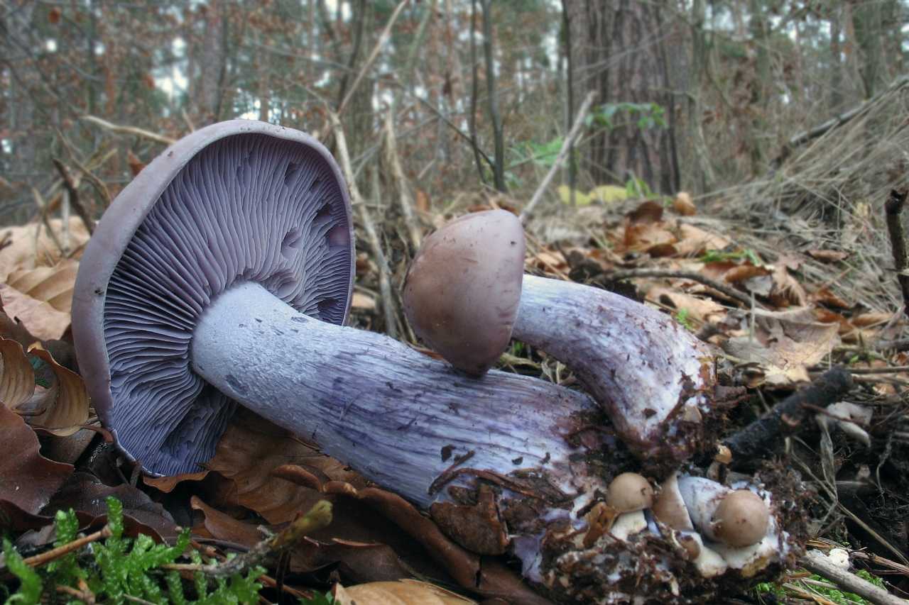 Рядовка фиолетовая (лиловая) или гриб синюха (lepista nuda): фото, описание и как его готовить