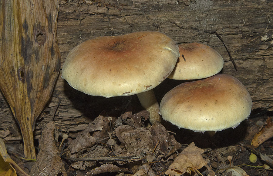 Опенок кирпично-красный (hypholoma lateritium или hypholoma sublateritium): фото, описание и как готовить условно-съедобный гриб