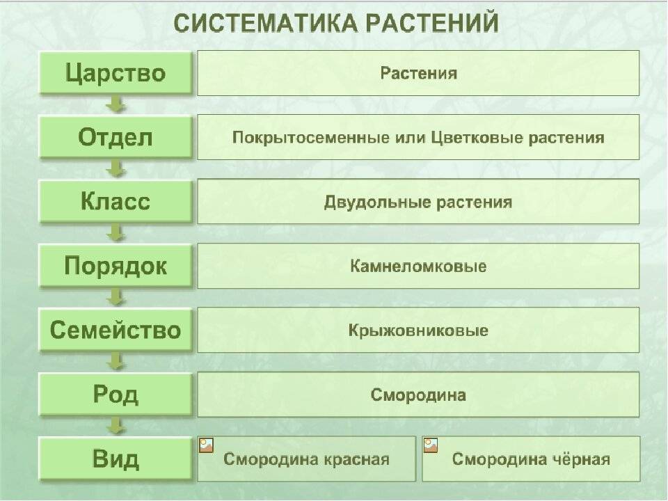 Эризифовые (мучнисторосяные) | справочник пестициды.ru