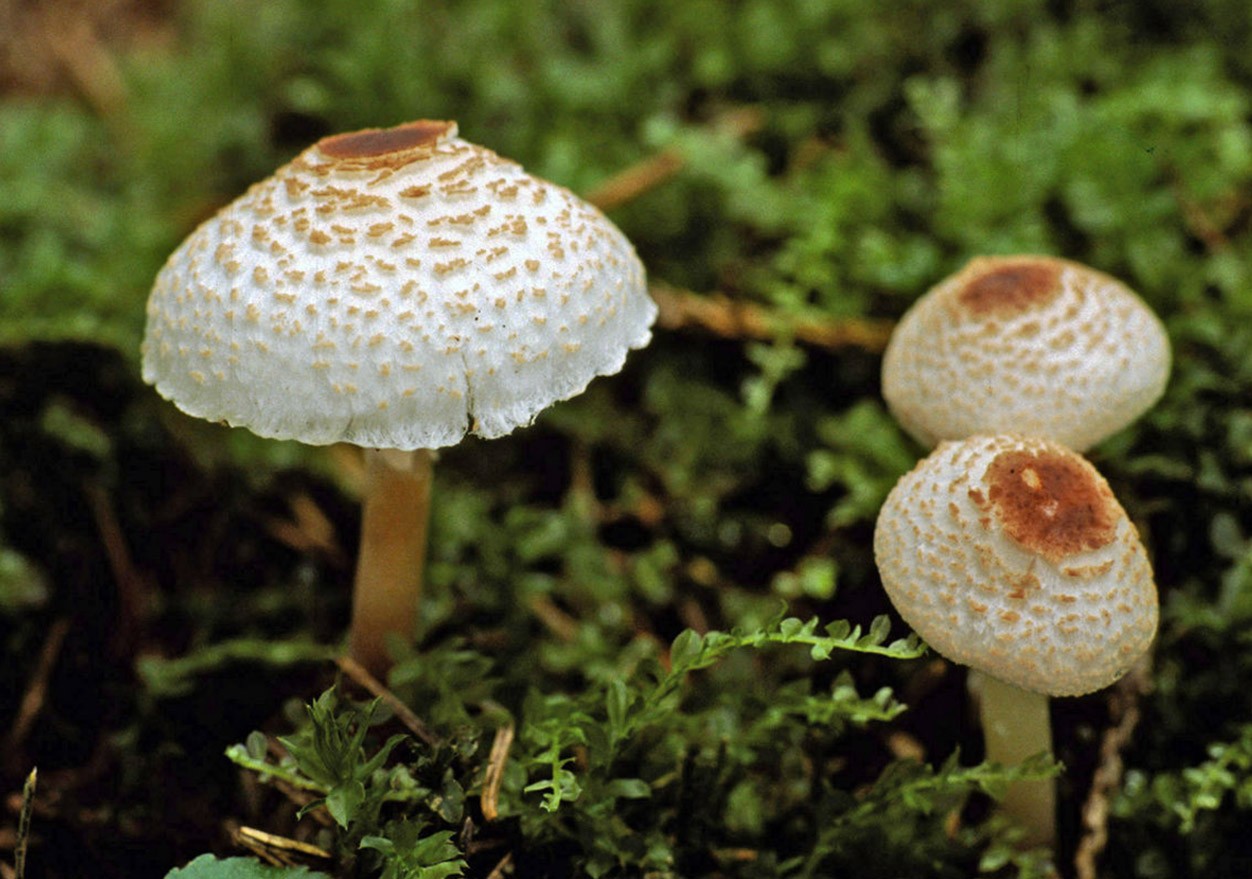 Львиная грива гриб: где произрастает, ее опасные и полезные свойства