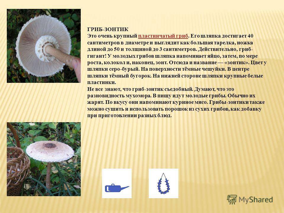 Гриб зонтик девичий (leucoagaricus nympharum): фото и описание