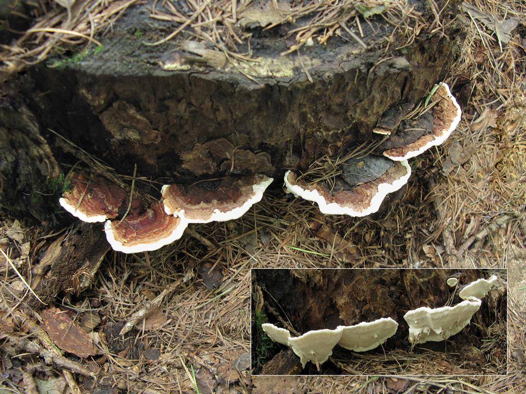 Классификация грибов: съедобные, несъедобные, ядовитые, лекарственные, характеристика, описание распространенных видов