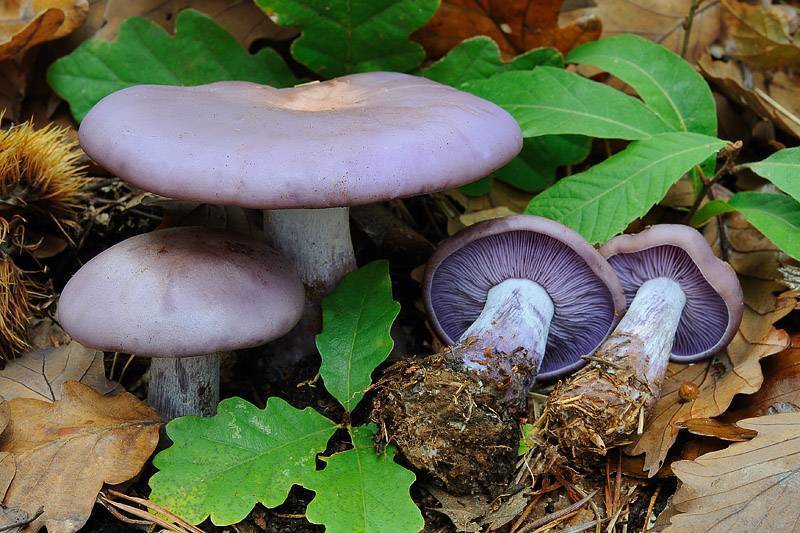 Рядовка фиолетовая: съедобный гриб или нет, где растет, польза и вред
рядовка фиолетовая: съедобный гриб или нет, где растет, польза и вред