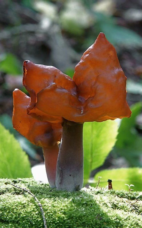 Род грибов строчок