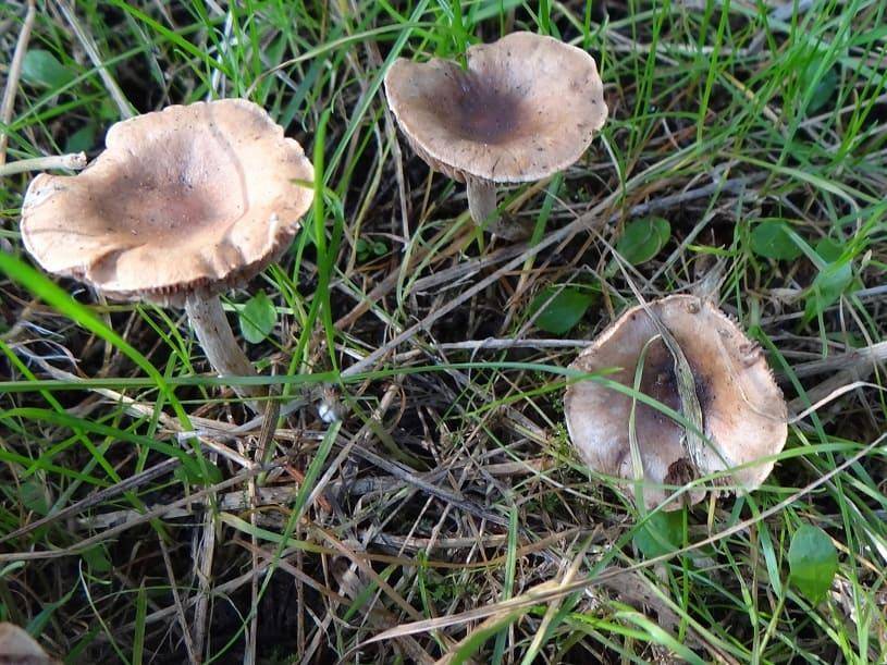 Гебелома клейкая — описание гриба, где растет, похожие виды, фото