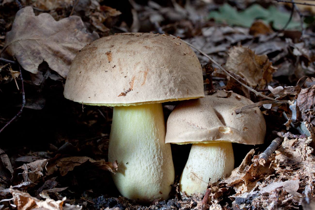 Полубелый гриб: состав, калорийность, польза, рецепты