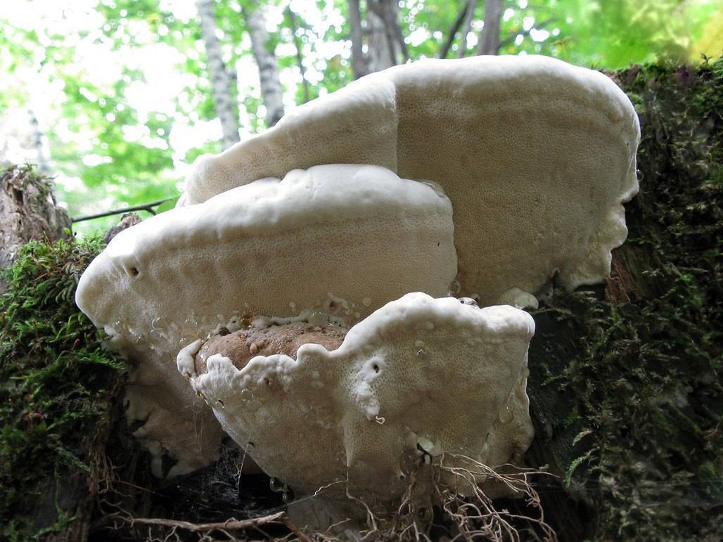Корневой гриб. Гетеробазидион корневая губка. Корневая губка гриб. Heterobasidion annosum.