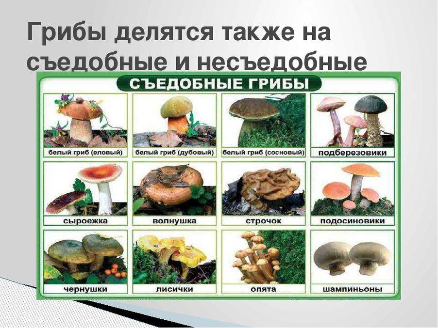 Готовим грибы в сметане — 5 вкуснейших рецептов