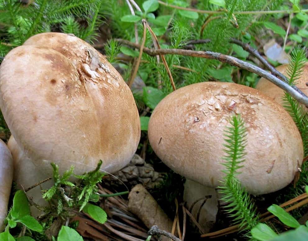 Паутинник съедобный или толстушка - фото и описание гриба, внешний вид, приготовление