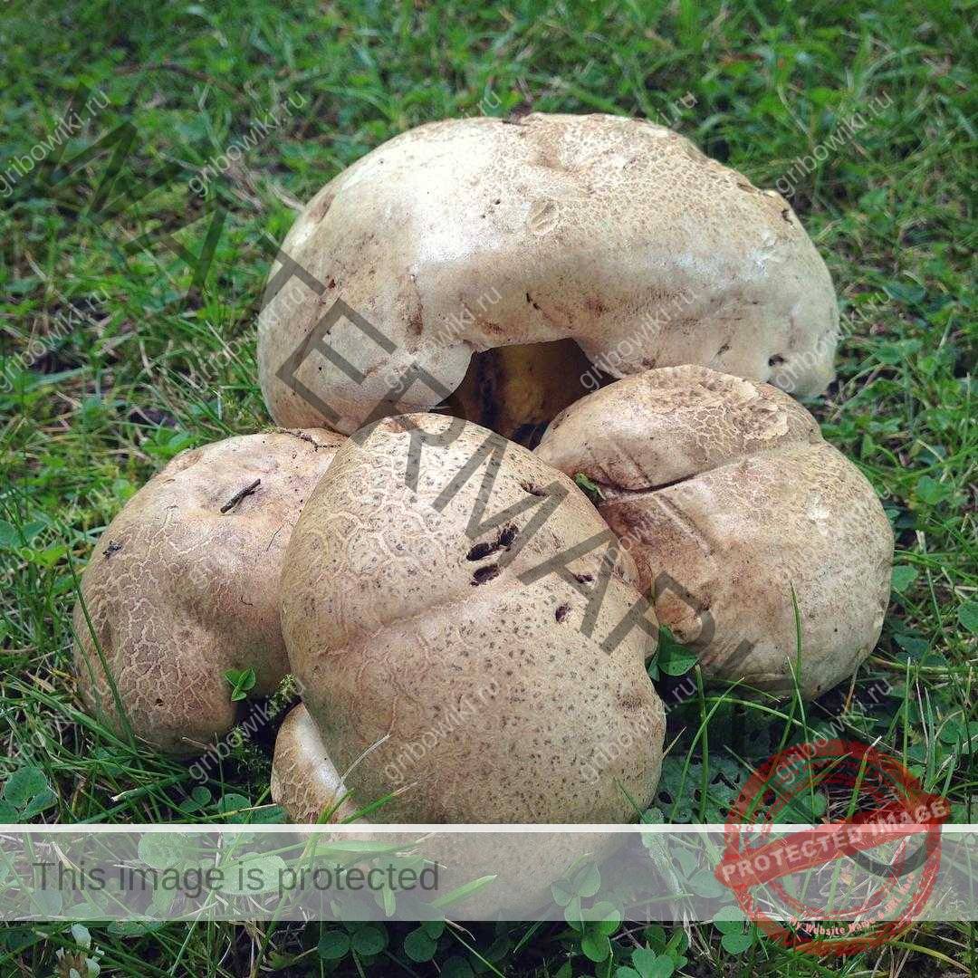 Губчатые грибы: 90 фото съедобных и ядовитых (+ разновидности)