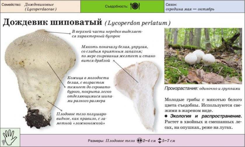 Головач гигантский: характеристика гриба с фото, отличие от ложных видов