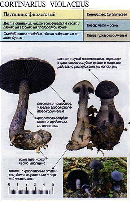 Паутинник козий (cortinarius traganus) – грибы сибири