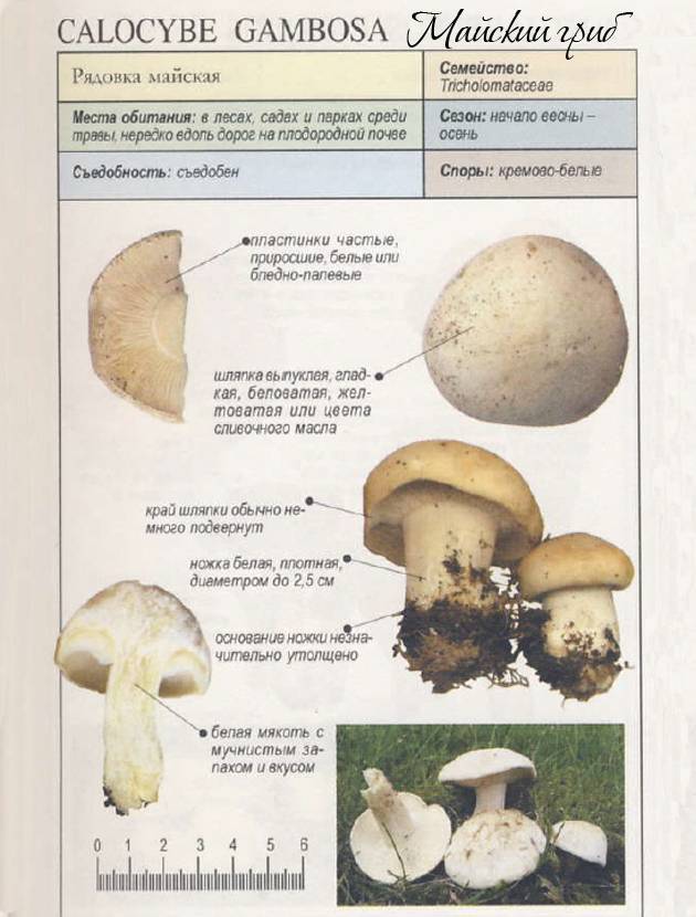 Рядовка частопластинковая (tricholoma stiparophyllum) – грибы сибири