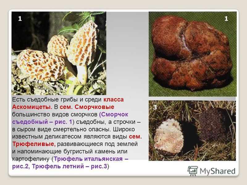 Грибы сморчки: фото и описание видов, как выглядят, где растут и когда собирать