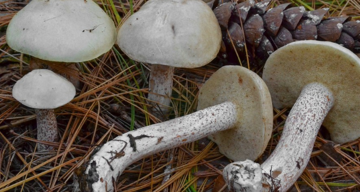 Сопливые грибы но не маслята — питомник46.рф