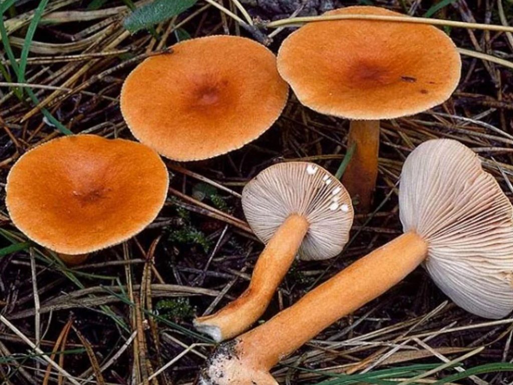 Ложные грибы рыжики — как отличить правильно по фото и описанию, чтобы не ошибиться