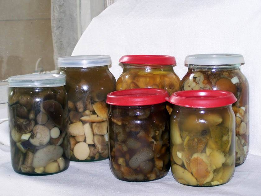 Польские грибы на зиму: рецепты консервации в банках, жареные, отварные