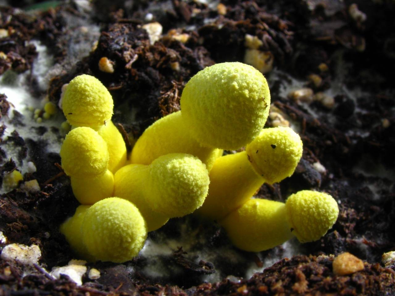 Желтый гриб: что это за вид