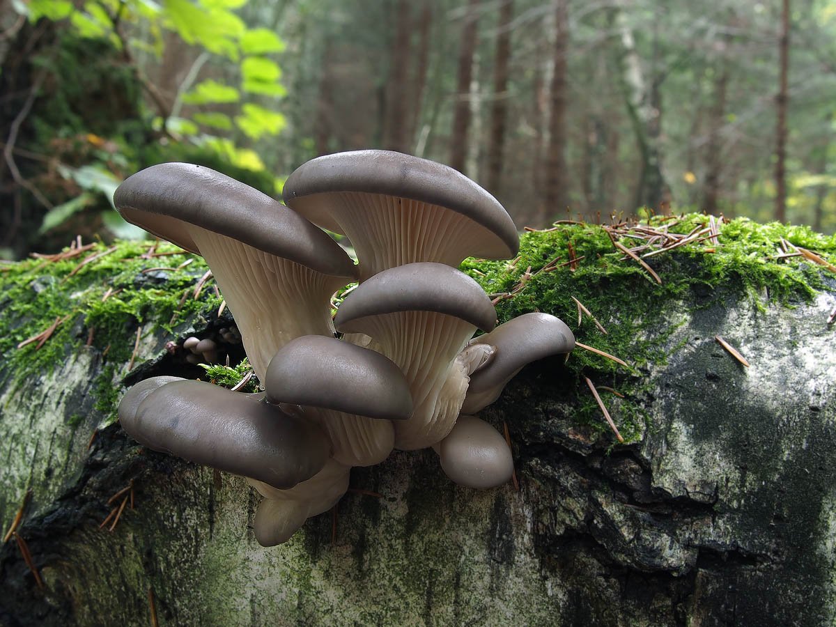 Где и как растут грибы вешенки: на каких деревьях, на земле и в лесу (+44 фото) — викигриб