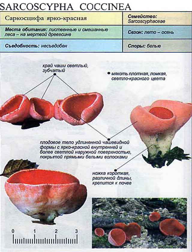 Саркосцифа алая один из первых весенних съедобных грибов! - russianweek.ca