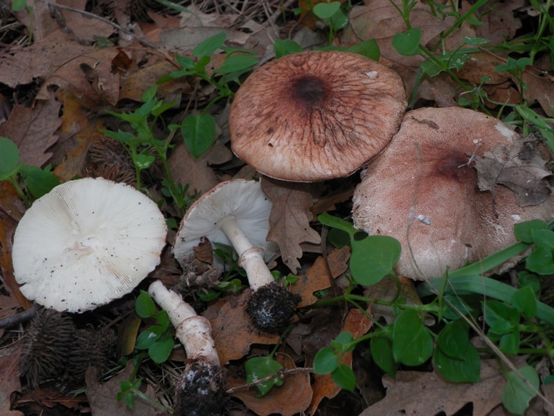 Белонавозник бедхэма: фото и описание гриба, съедобный или нет