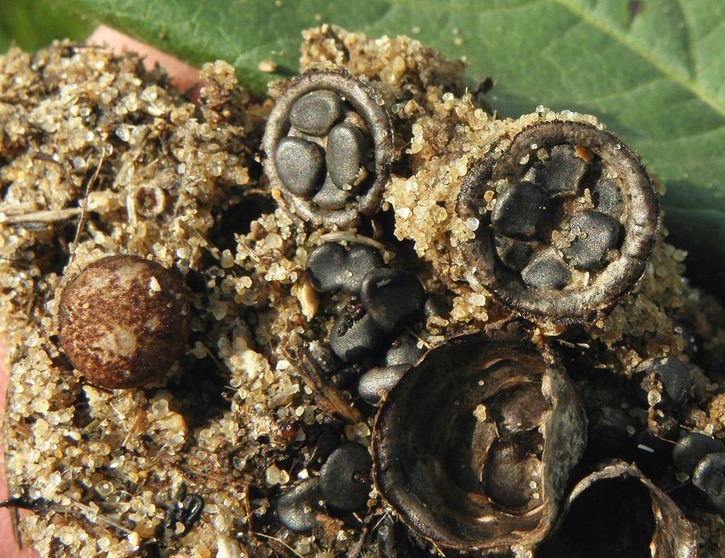 Саркосцифа алая - описание, где растет, ядовитость гриба