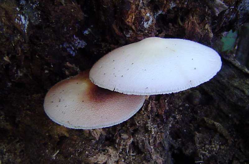 Вольвариелла шелковистая - описание, где растет, ядовитость гриба