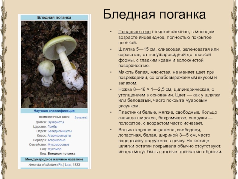 Поганки грибы: фото и названия, съедобные двойники